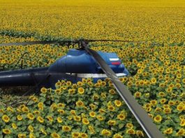 Un helicóptero realiza un aterrizaje forzoso en el sur de Rusia y el piloto lo abandona en medio de un campo de girasoles