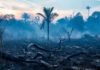 La Amazonía comienza a emitir dióxido de carbono en vez de absorberlo