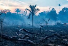 La Amazonía comienza a emitir dióxido de carbono en vez de absorberlo