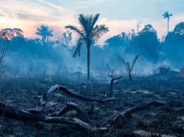 La Amazonía comienza a emitir dióxido de carbono en vez de absorberlo