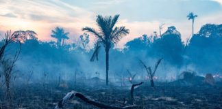 La Amazonía comienza a emitir dióxido de carbono en vez de absorberlo