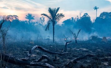La Amazonía comienza a emitir dióxido de carbono en vez de absorberlo