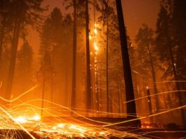 El ecocidio: un arma contra el cambio climático