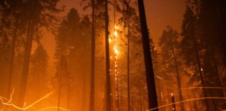 El ecocidio: un arma contra el cambio climático