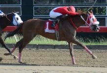 Las Breeders Cup tendrán jugadas en RD