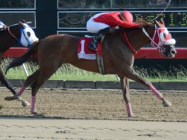 Las Breeders Cup tendrán jugadas en RD