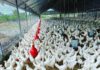 Sector avícola garantiza pollos para diciembre a precios asequibles