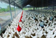 Sector avícola garantiza pollos para diciembre a precios asequibles