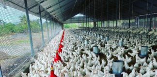 Sector avícola garantiza pollos para diciembre a precios asequibles