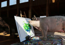 Pigcasso, una reconocida cerda pintora, se convierte en la artista animal mejor cotizada de la historia tras vender un cuadro por 27.000 dólares