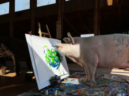 Pigcasso, una reconocida cerda pintora, se convierte en la artista animal mejor cotizada de la historia tras vender un cuadro por 27.000 dólares
