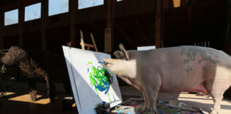 Pigcasso, una reconocida cerda pintora, se convierte en la artista animal mejor cotizada de la historia tras vender un cuadro por 27.000 dólares