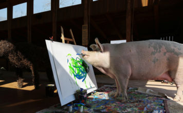 Pigcasso, una reconocida cerda pintora, se convierte en la artista animal mejor cotizada de la historia tras vender un cuadro por 27.000 dólares