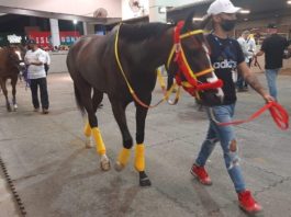 Ingeniero Collado llega segundo en el Clásico Internacional Del Caribe