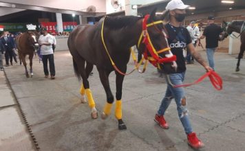 Ingeniero Collado llega segundo en el Clásico Internacional Del Caribe