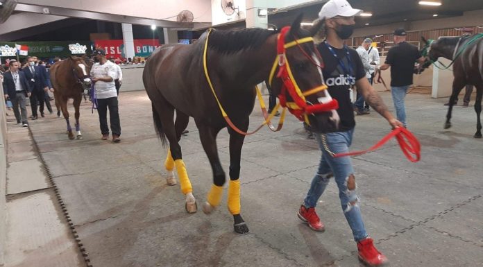 Ingeniero Collado llega segundo en el Clásico Internacional Del Caribe
