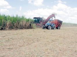 Congresistas de EEUU piden investigar sector azucarero de República Dominicana