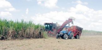 Congresistas de EEUU piden investigar sector azucarero de República Dominicana