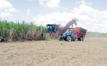 Congresistas de EEUU piden investigar sector azucarero de República Dominicana