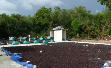 Universidad APEC, Fundación Grupo Punta Cana y empresa israelí Y.A. Maof, generan biogás a partir de la codigestión del sargazo y residuos de cocina