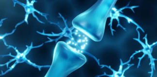 Dopamina, el neurotransmisor que nos da la felicidad, pero también nos la quita