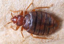 Proliferan chinches en cinco barrios capitalinos