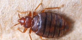 Proliferan chinches en cinco barrios capitalinos