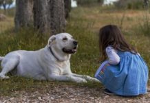 Las autoridades sanitarias británicas investigan el vínculo entre los perros y la extraña hepatitis infantil