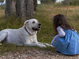 Las autoridades sanitarias británicas investigan el vínculo entre los perros y la extraña hepatitis infantil