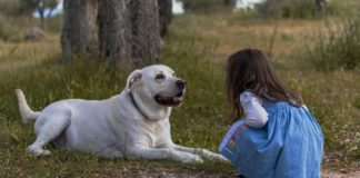 Las autoridades sanitarias británicas investigan el vínculo entre los perros y la extraña hepatitis infantil