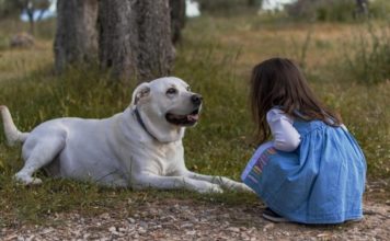 Las autoridades sanitarias británicas investigan el vínculo entre los perros y la extraña hepatitis infantil