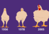 Cómo el pollo que comes aumentó de tamaño un 400% en 50 años