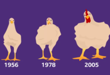 Cómo el pollo que comes aumentó de tamaño un 400% en 50 años