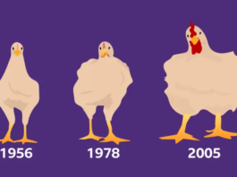 Cómo el pollo que comes aumentó de tamaño un 400% en 50 años