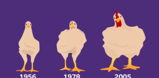 Cómo el pollo que comes aumentó de tamaño un 400% en 50 años