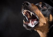 Veterinarios denuncian brotes de rabia; ataques caninos y felinos a humanos