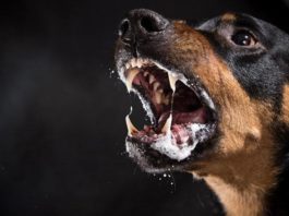 Veterinarios denuncian brotes de rabia; ataques caninos y felinos a humanos