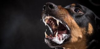 Veterinarios denuncian brotes de rabia; ataques caninos y felinos a humanos