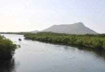 Viceministro: Manglares han tardado hasta 20 años para recuperarse de daños en República Dominicana