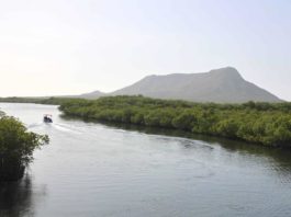 Viceministro: Manglares han tardado hasta 20 años para recuperarse de daños en República Dominicana