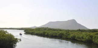 Viceministro: Manglares han tardado hasta 20 años para recuperarse de daños en República Dominicana