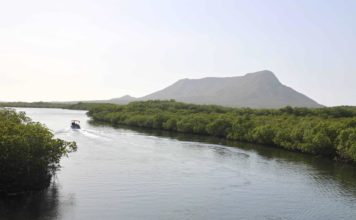 Viceministro: Manglares han tardado hasta 20 años para recuperarse de daños en República Dominicana