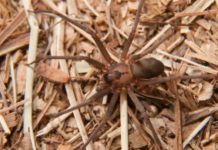 ¡Araña marrón al ataque!