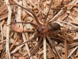 ¡Araña marrón al ataque!