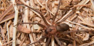 ¡Araña marrón al ataque!