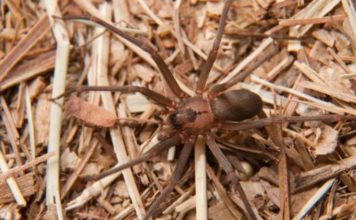 ¡Araña marrón al ataque!