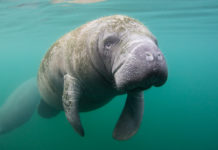 Planeta Azul y Fundemar firman convenio para proteger manatíes