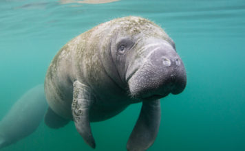 Planeta Azul y Fundemar firman convenio para proteger manatíes
