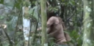 Muere en Brasil el «indígena del hoyo», que se resistió a cualquier contacto durante casi 30 años