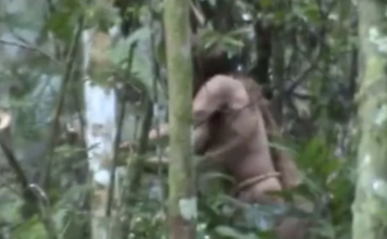 Muere en Brasil el «indígena del hoyo», que se resistió a cualquier contacto durante casi 30 años